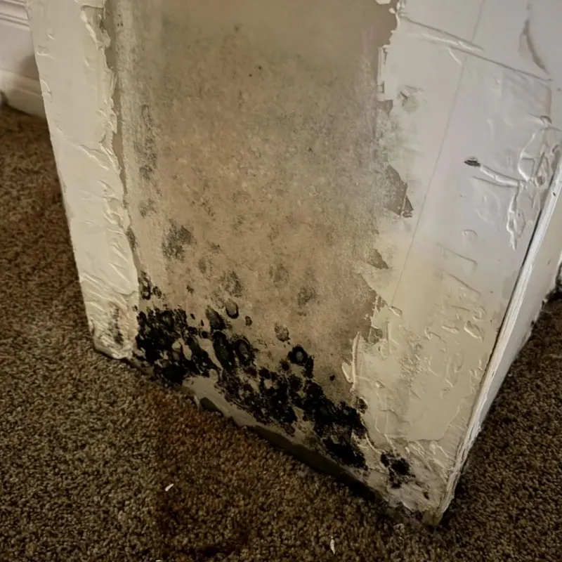 Professional Mold Removal in Forest Lake, MN